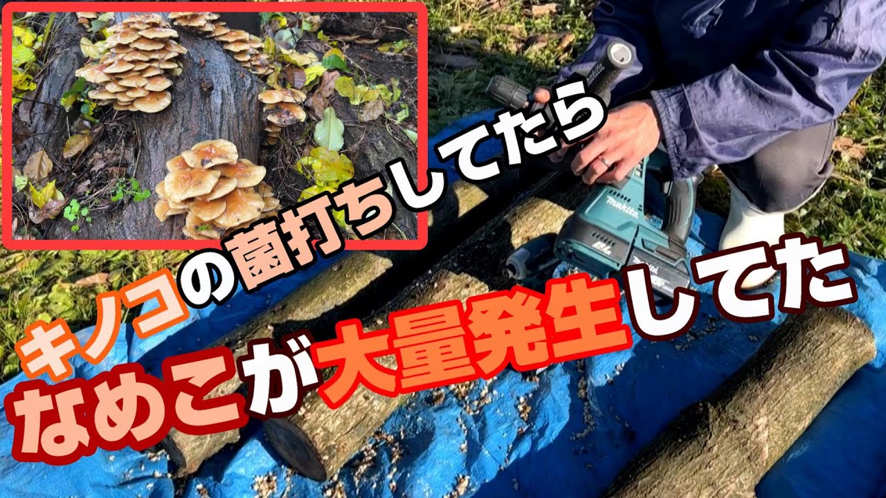 きのこの菌打ち（植菌）撮影していたら去年の木からナメコがたくさん出てました