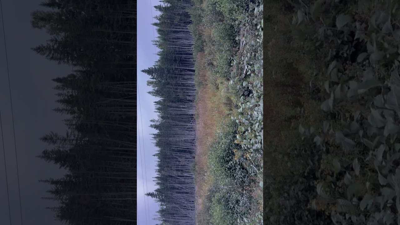 How to get a moose out of the woods the easy way.