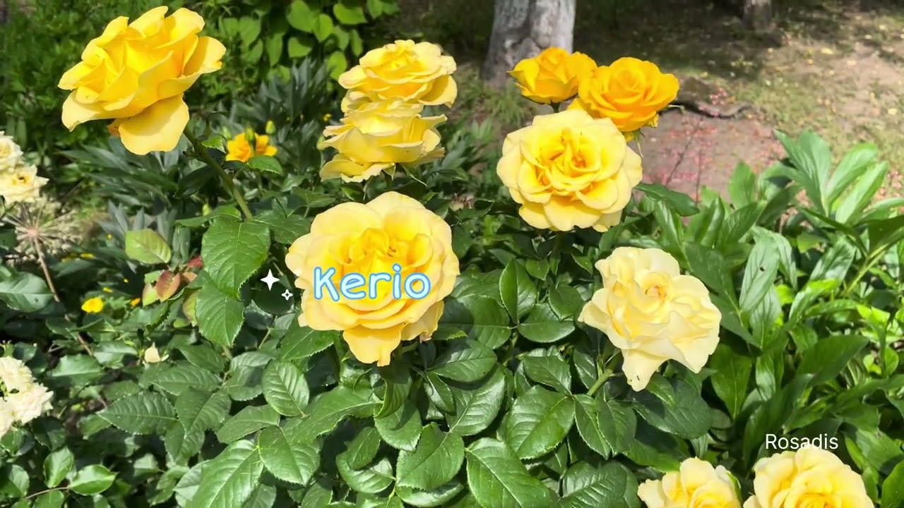 Історія однієї клумби #садівництво #цвітіння #ландшафт 