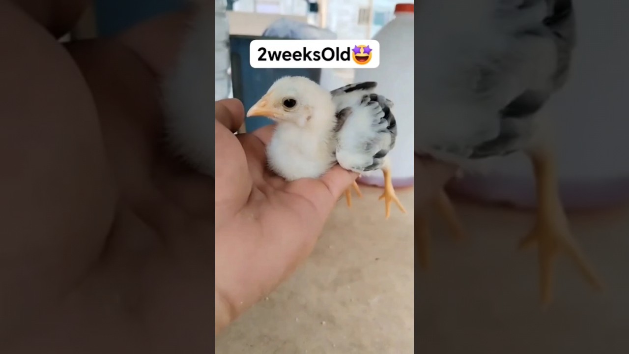 2weeks to 40DaysOld🥰 #pumpkin #hatch  #backyard #shortvideo