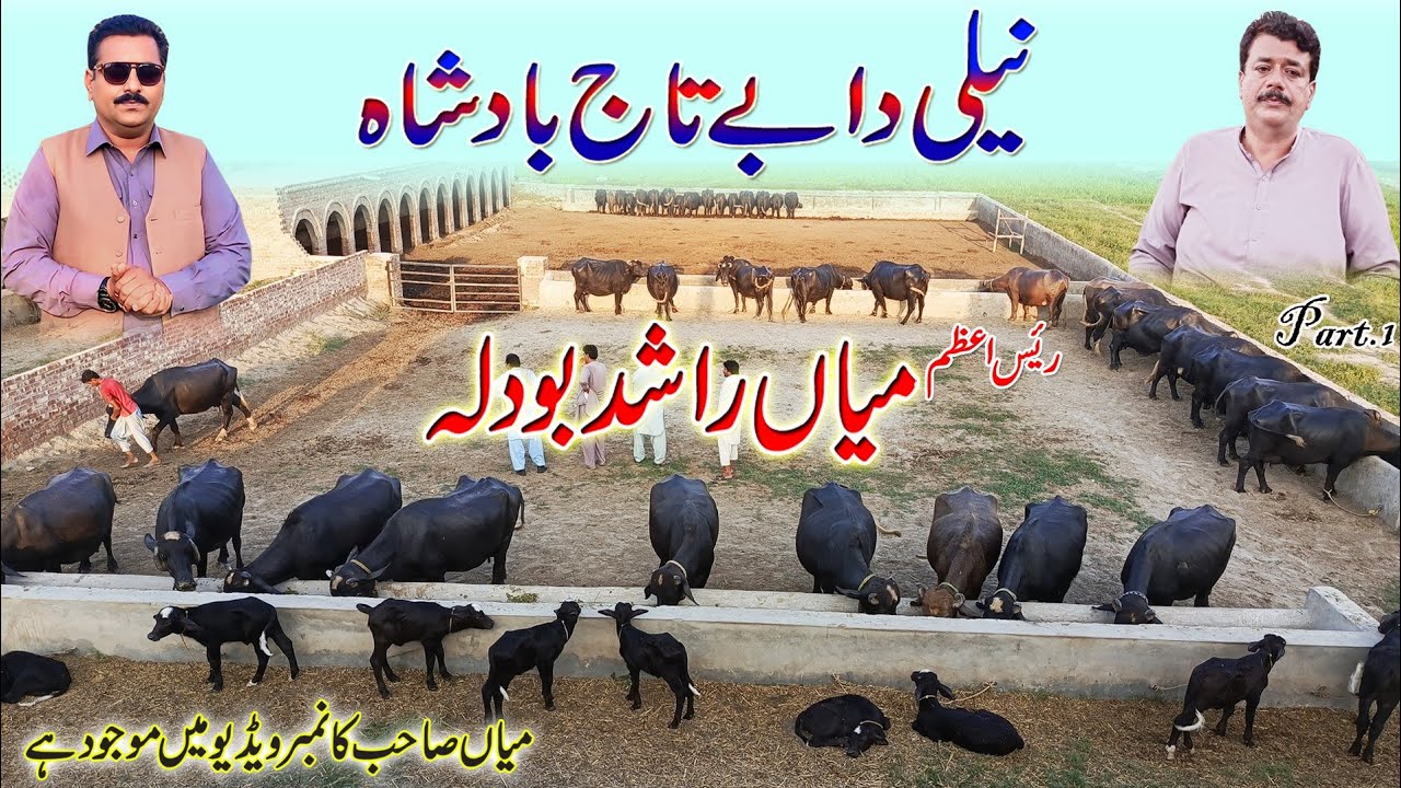 pure nili Buffalo's breeding farm | mian Rashid bodla buffalo farm | buffalo farming in Pakistan
