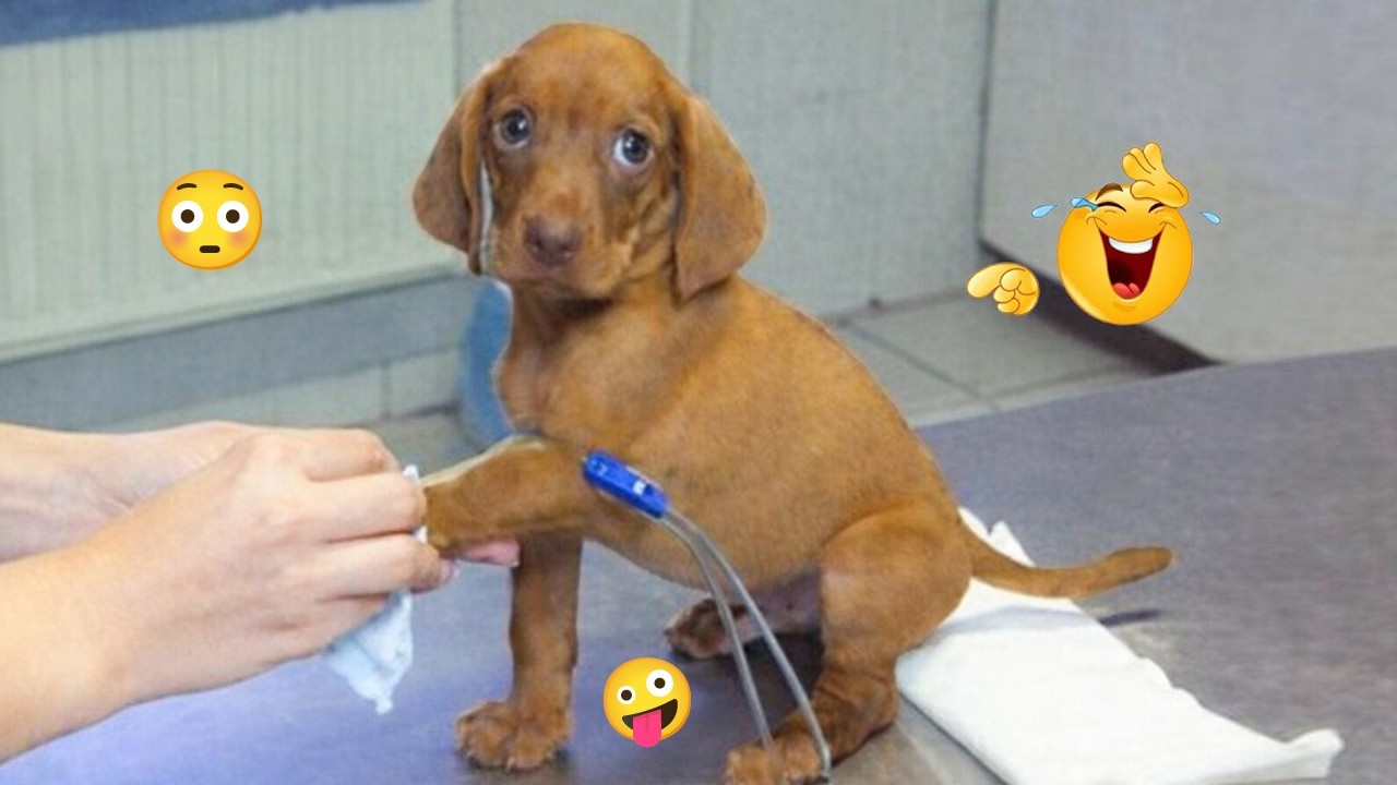 These Dogs Are Out of Control 🥴🐶 Funniest Dog Moments 2026 #49