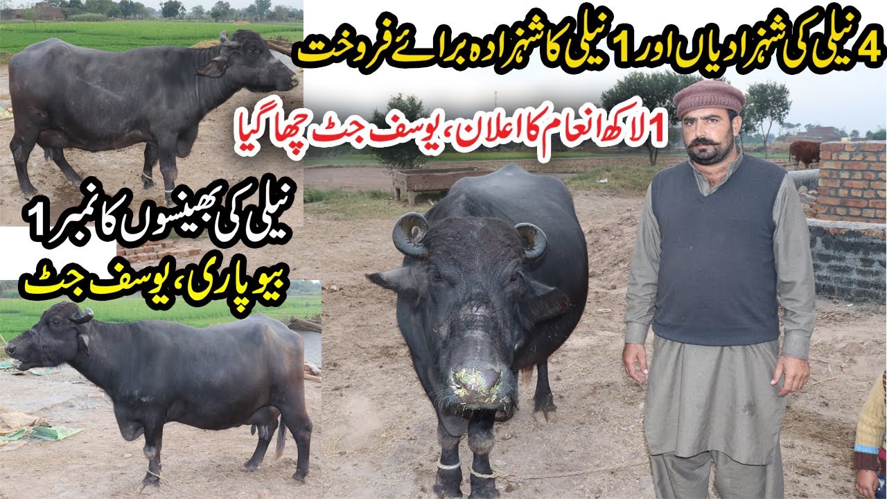 Pure Nili Buffaloes Available With Guarantee | 4 Nili Ravi Buffaloes | Milking Buffaloes