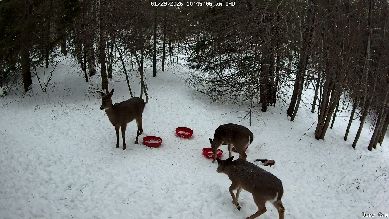 Deer 1-29-2026 10:41 AM