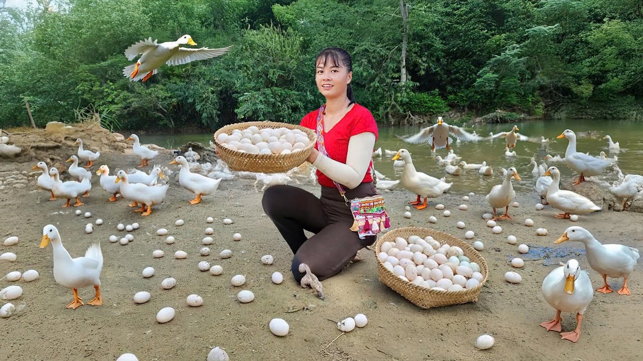Harvesting 1000 Duck Eggs and Transporting Them to Market by 3-Wheeled Truck