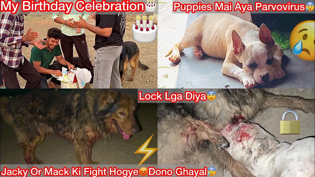 Jacky Or Mack Ka Panga Hogya Raat Mai😨Lock Lga Diya😰|| My Birthday Celebration With Dogs😍🔥