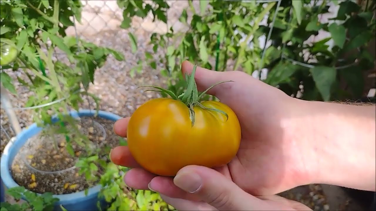Tomato Tester: Cherokee Green(Buttery Smooth)!