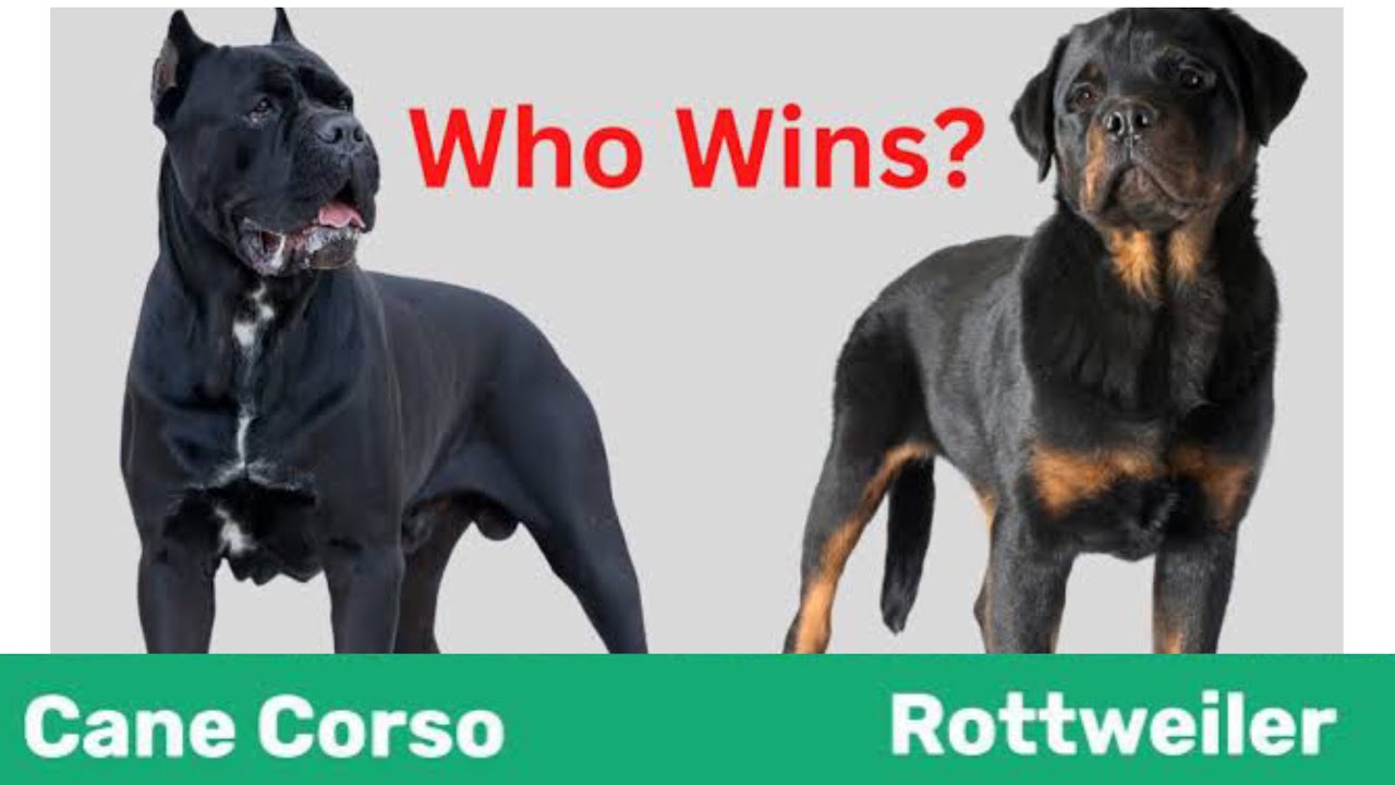 Cane Corso vs. Rottweiler - which is a better 🤔