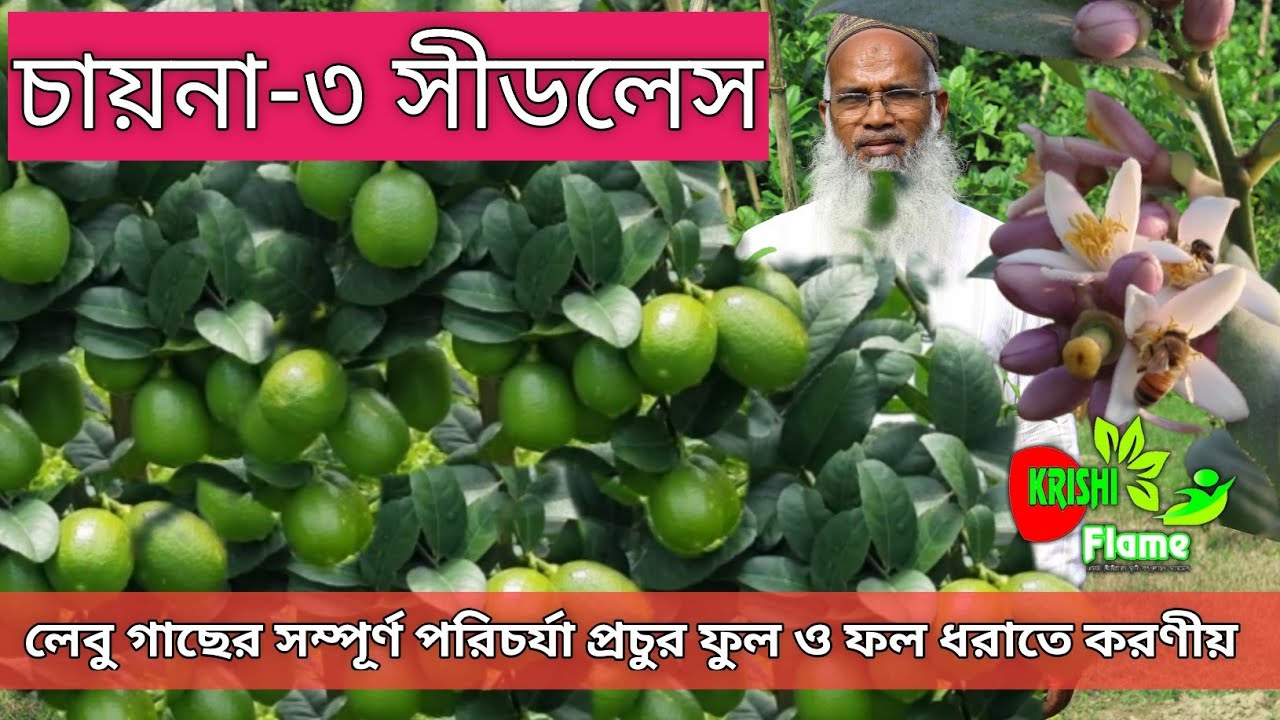 চায়না-৩ সীডলেস বারোমাসি লেবু চাষ পদ্ধতি,Lemon Farming in method লেবুর চারা  কোথায় পাবেন BD