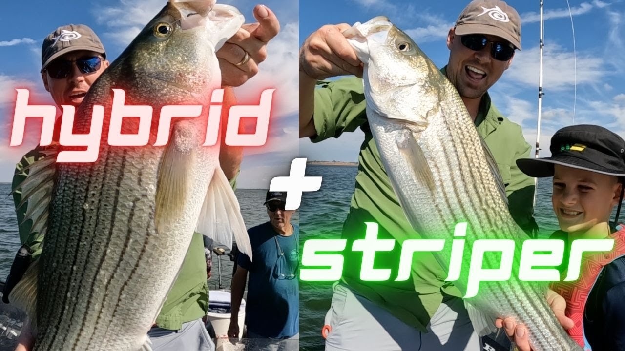 Oklahoma Fishing is Amazing - TRIFECTA - Striper, Hybrid & White Bass