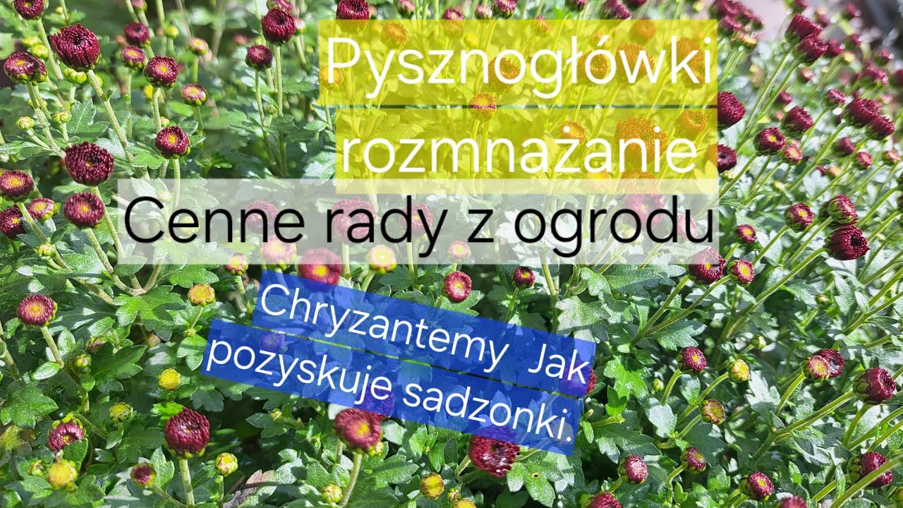 Как ухаживать за хризантемой глориоза и георгином зимующим13/10/25