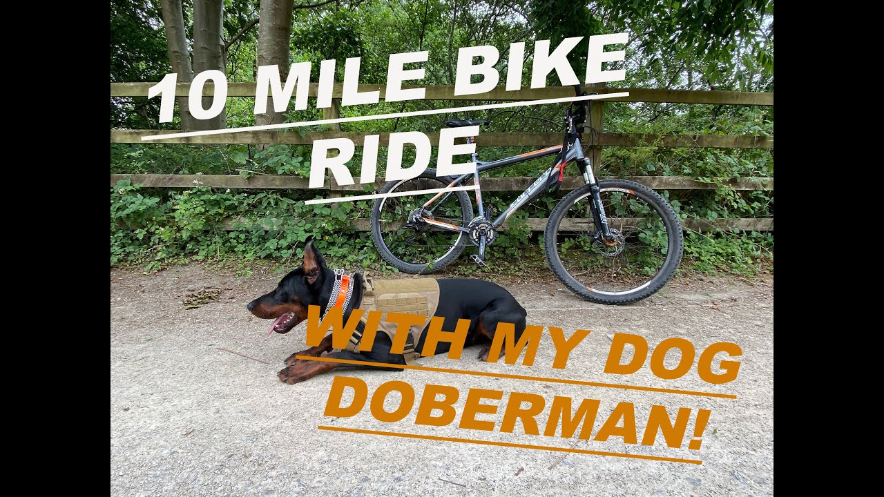 10 MILE BIKE RIDE WITH MY EUROPEAN DOBERMAN | EXERCISE | WORKING DOG