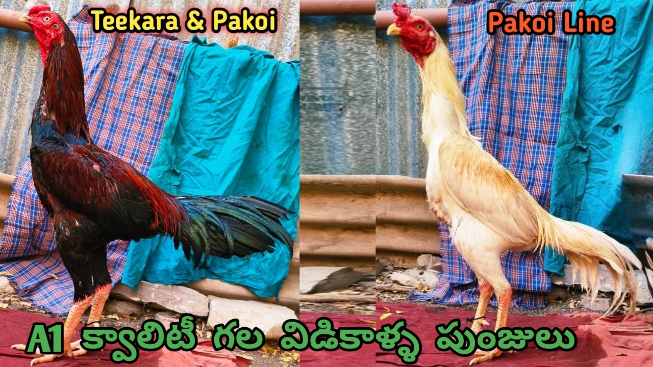 Teekara & Pakoi Line Punjulu||8499009108||A1 Quality||Noori & Yakudh||#kagar #aseel...!