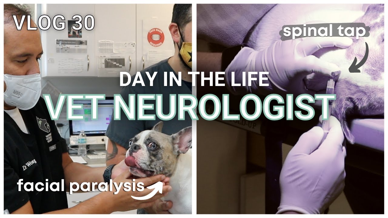 Facial Nerve Paralysis & IVDD Symptoms in Dogs || Vlog 30