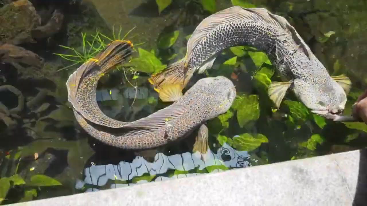 The Biggest Pair of ChannaBarca: Lunchtime! Chowtime! menu: crickets, jumbo shrimps and bloodworms!