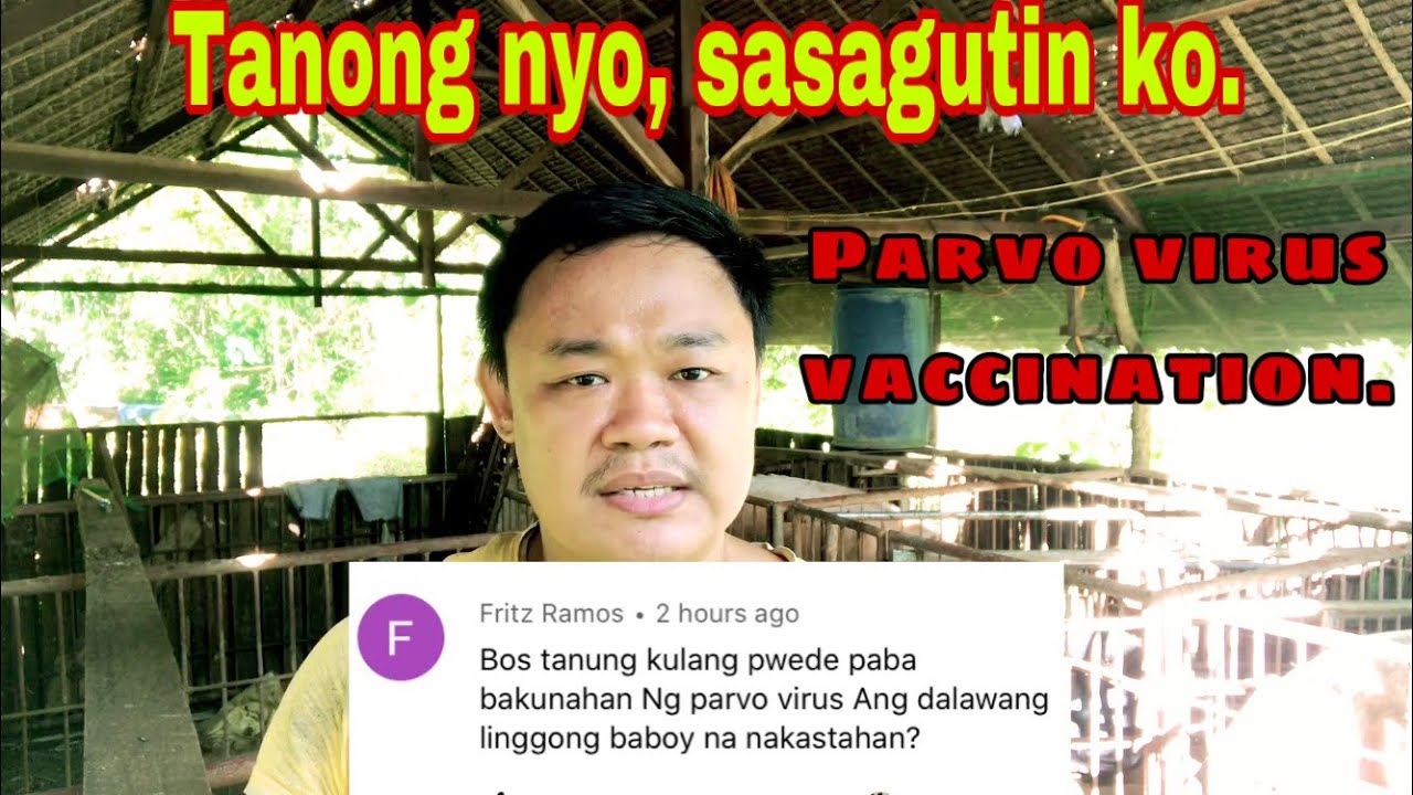 Kailan pwedeng bakunahan ng parvo virus ang mga inahing baboy | Ryan Patenio