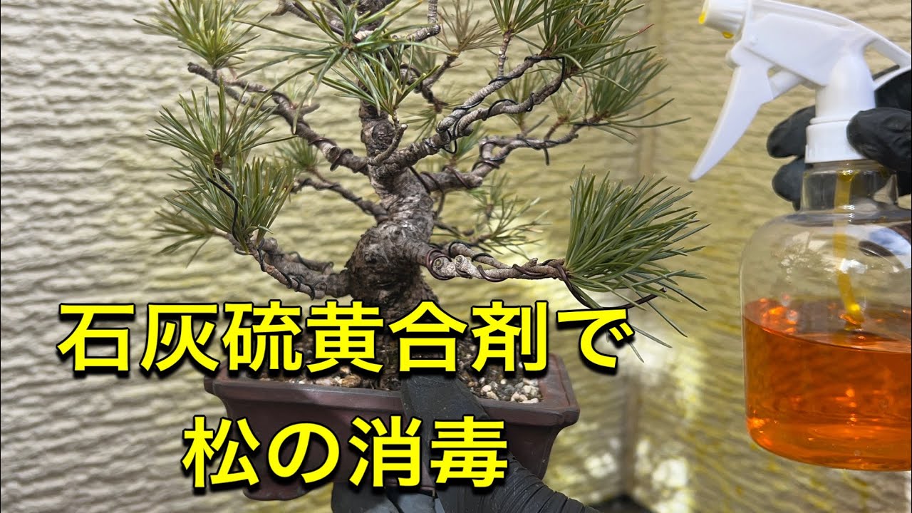 松盆栽の冬の作業！石灰硫黄合剤で消毒しました