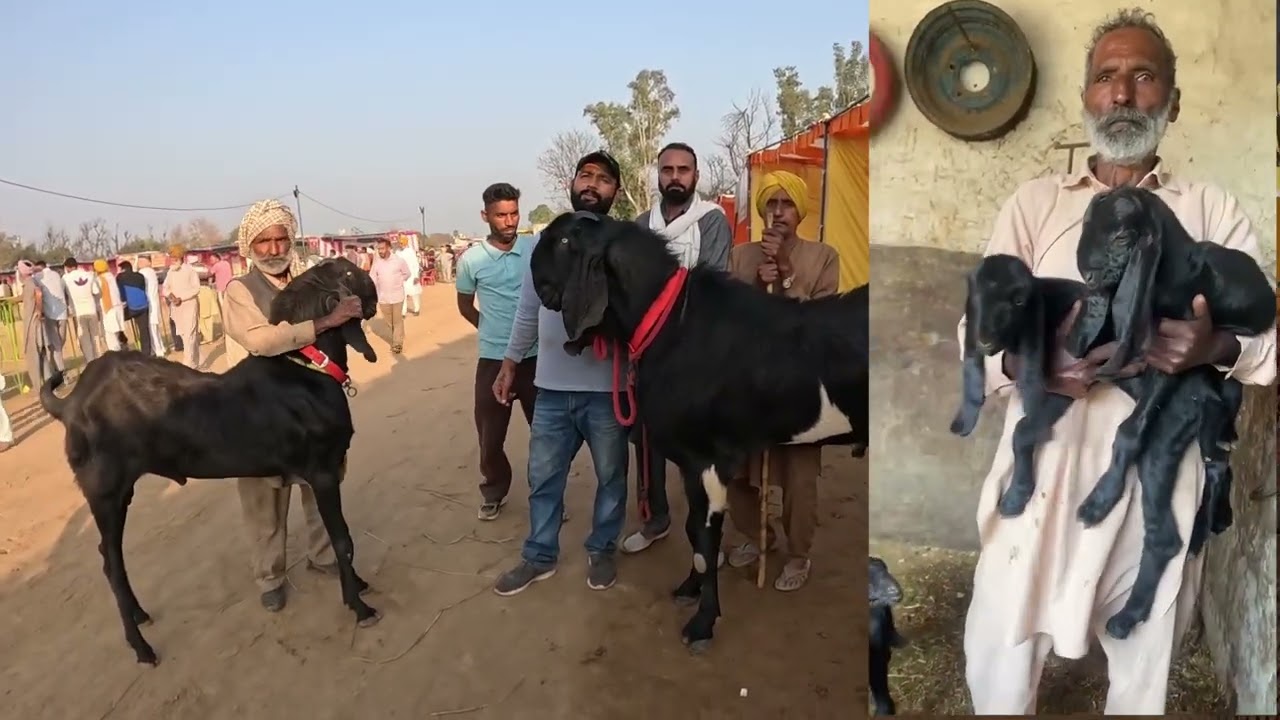 49 inch hieght da bakra