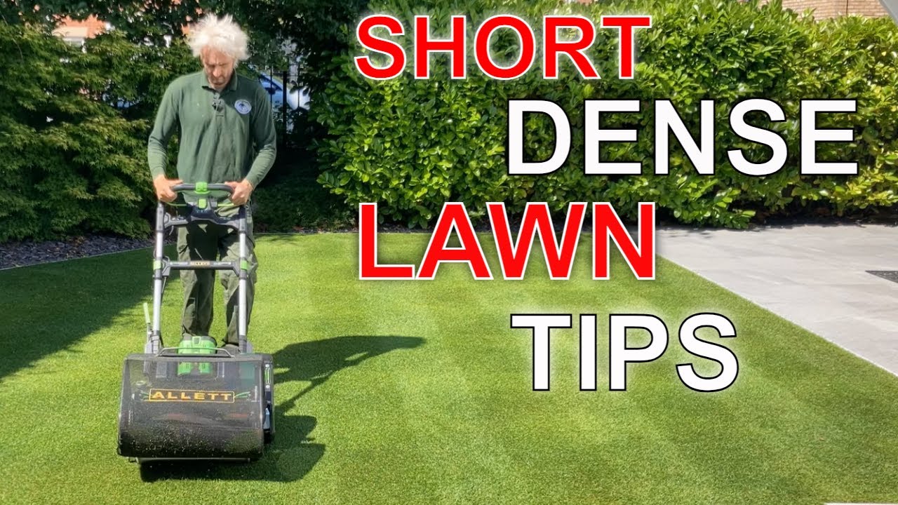 YOUR KEY to a SHORTER DENSER Lawn // KING of RYE