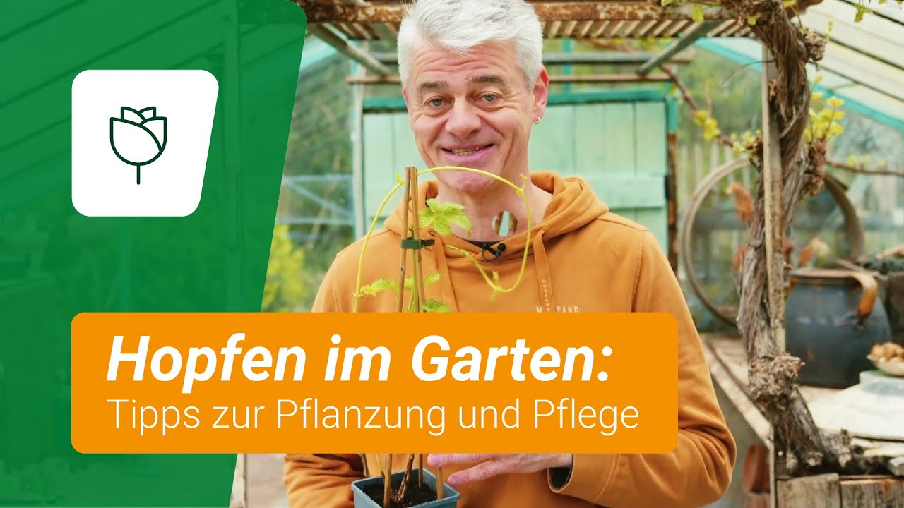 Hopfen pflanzen und pflegen: N&uuml;tzliche Tipps