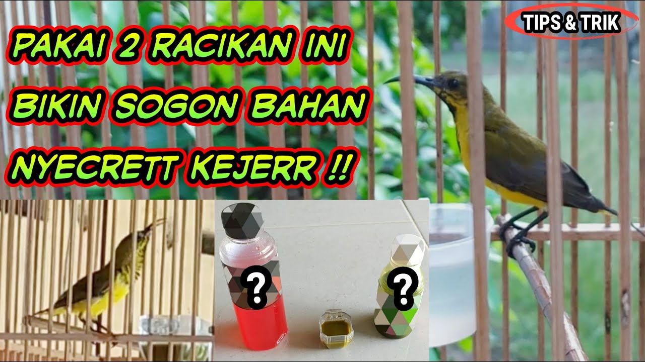 Perawatan & RACIKAN KHUSUS Untuk Sogon Bahan Cepat Bunyi !!