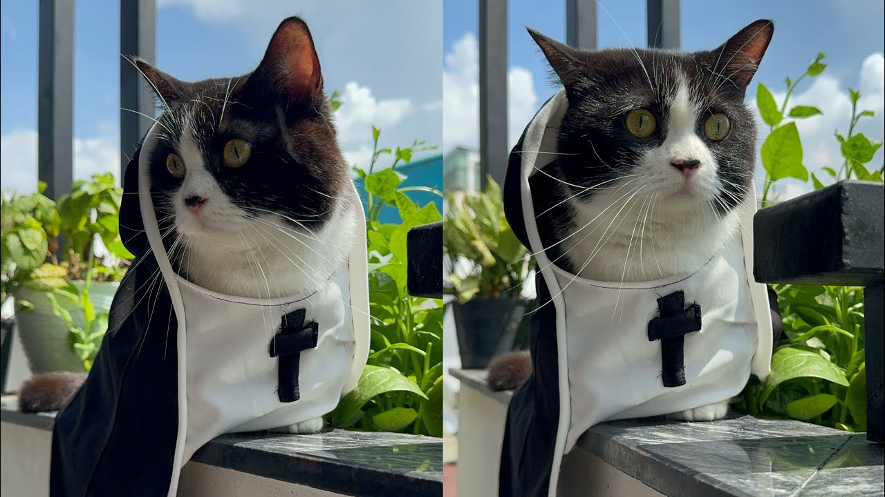 May Đồ Ha Lô Quyn Cho Cúc Béo