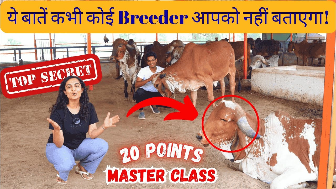 How to identify a Pure Gir Cow? असली गीर गाय की पहचान कैसे करें ?