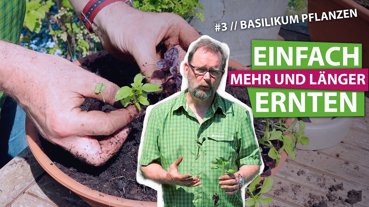 Basilikum pflanzen – So gut gedeiht das Königskraut im Balkonkasten