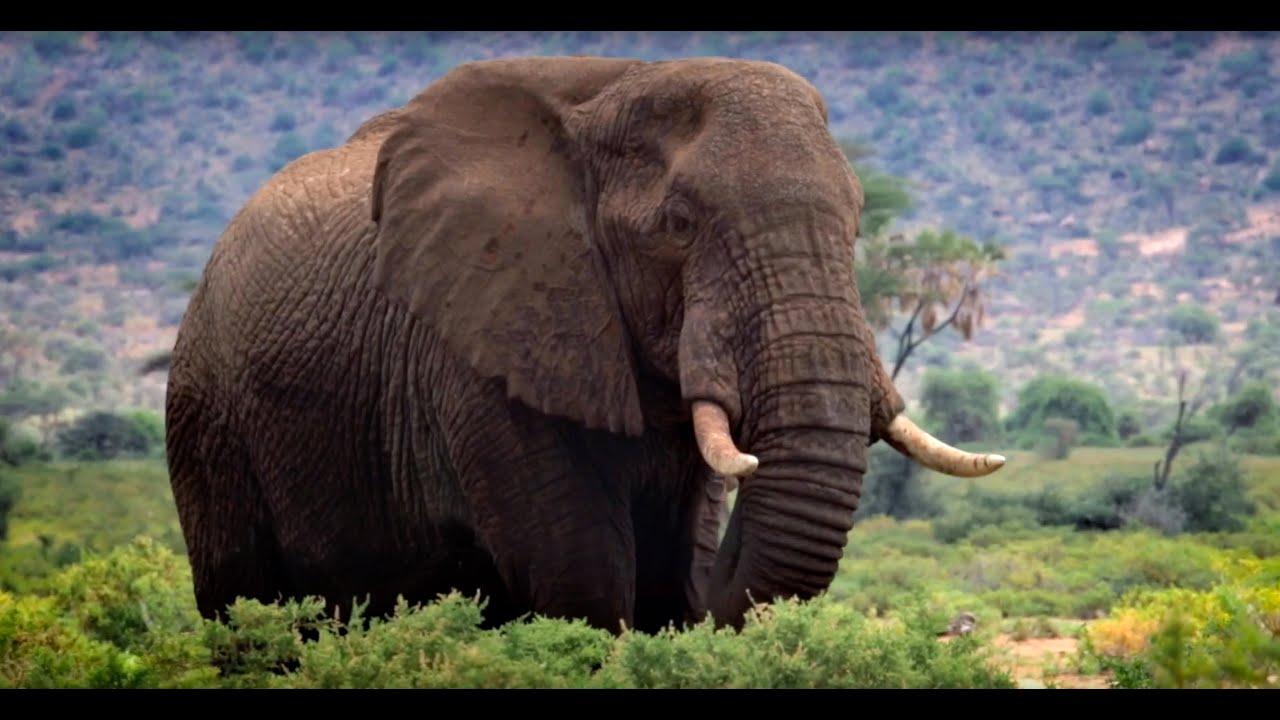 Save The Elephants - 25 Years and Beyond