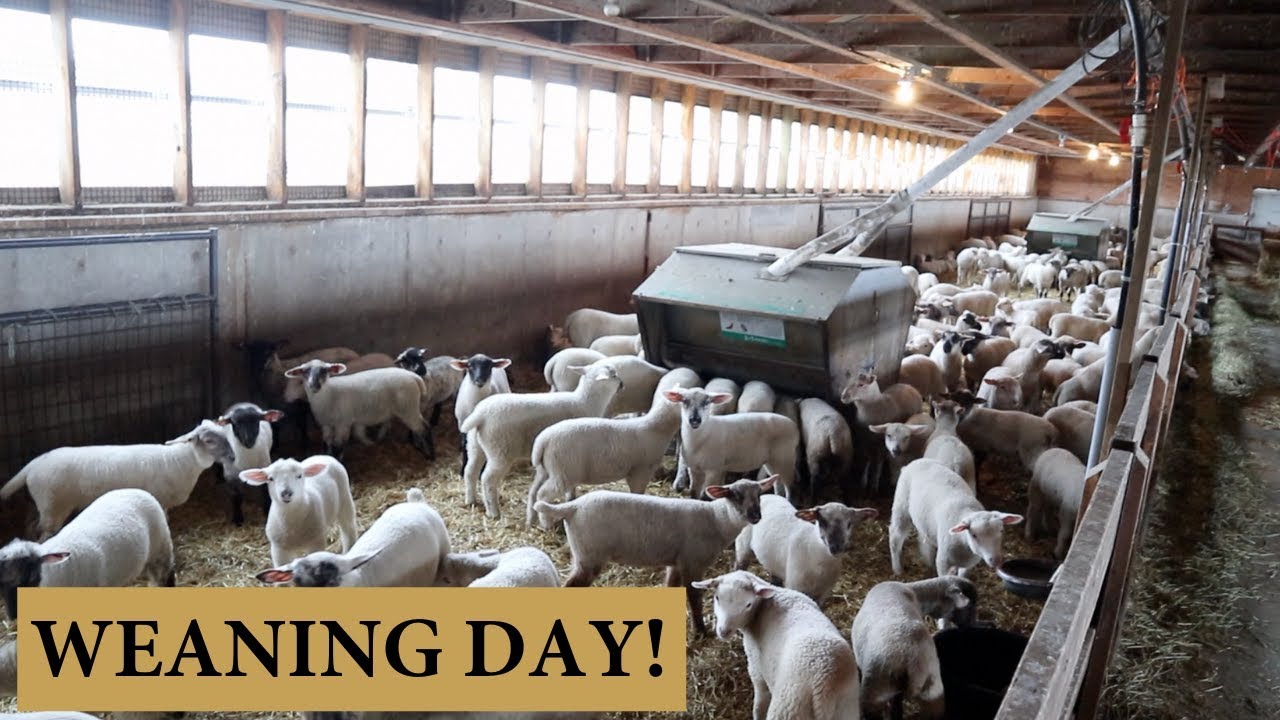 How We Wean Lambs (MY WEANING DAY PROTOCOL): Vlog 140