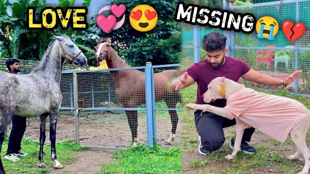 KIDNAPPED💔🥺ARGENTINO K! PARTN£R CH0RI H0 gy! 😰ITN! $UNDAR NEEL! GH0DI K! D0STI H0NE JA RAH! HA! 🥳❣️