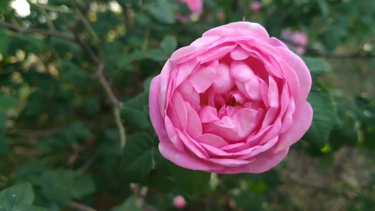 улица космонавта В Комарова