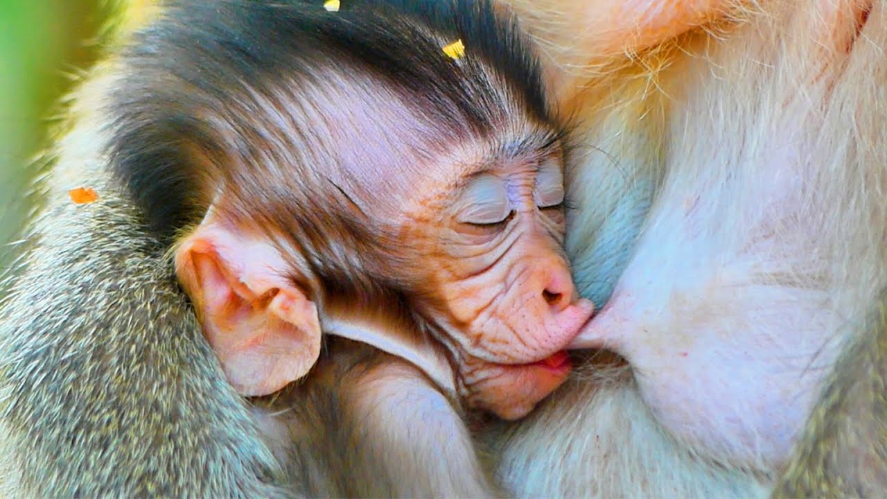Primate monkey.../Cute baby looks bizarre breastfeeding.../Real life baby.../Nice clip