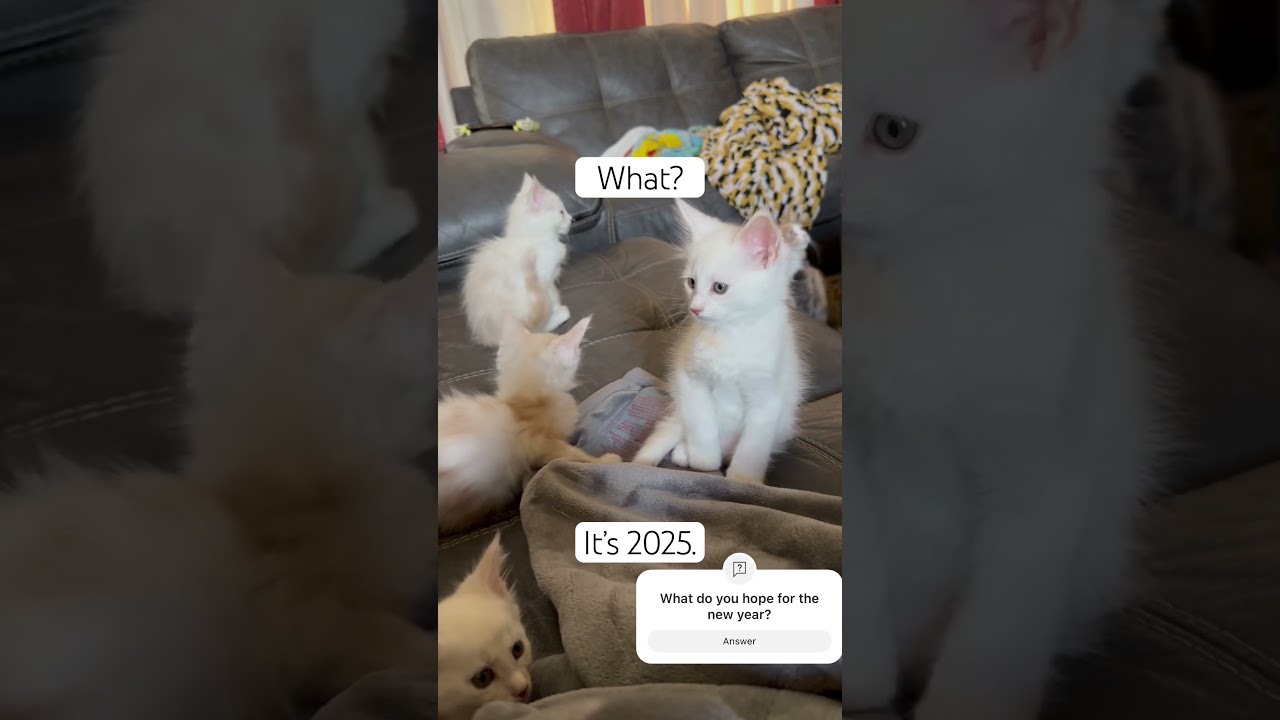 New Year 2025: Hopes, Dreams & Maine Coon Kittens! 