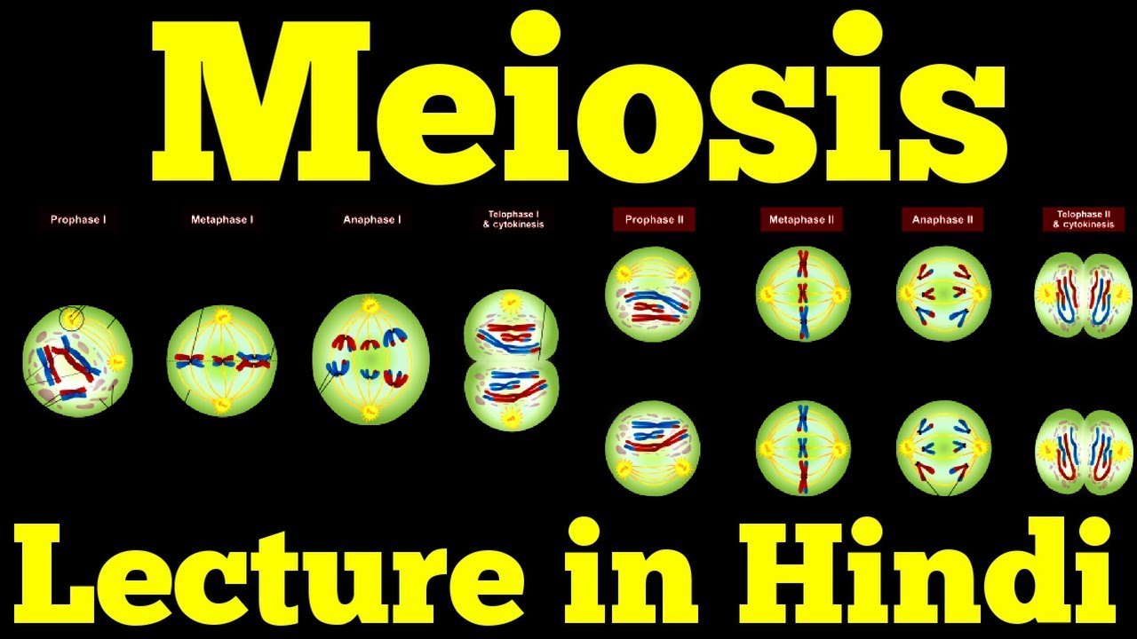 Meiosis - Cell Division (Hindi)