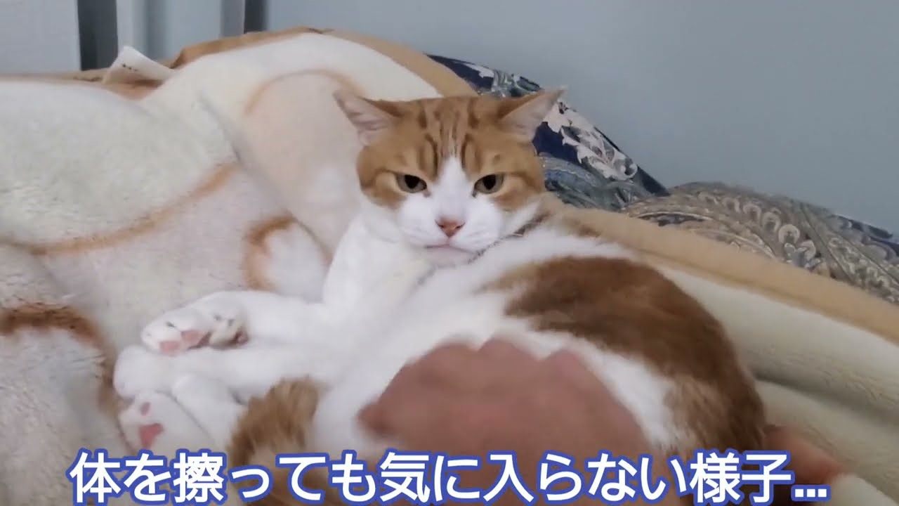 とても目付きの悪い同居猫が見守る中で先住猫に手を出したらこうなりました