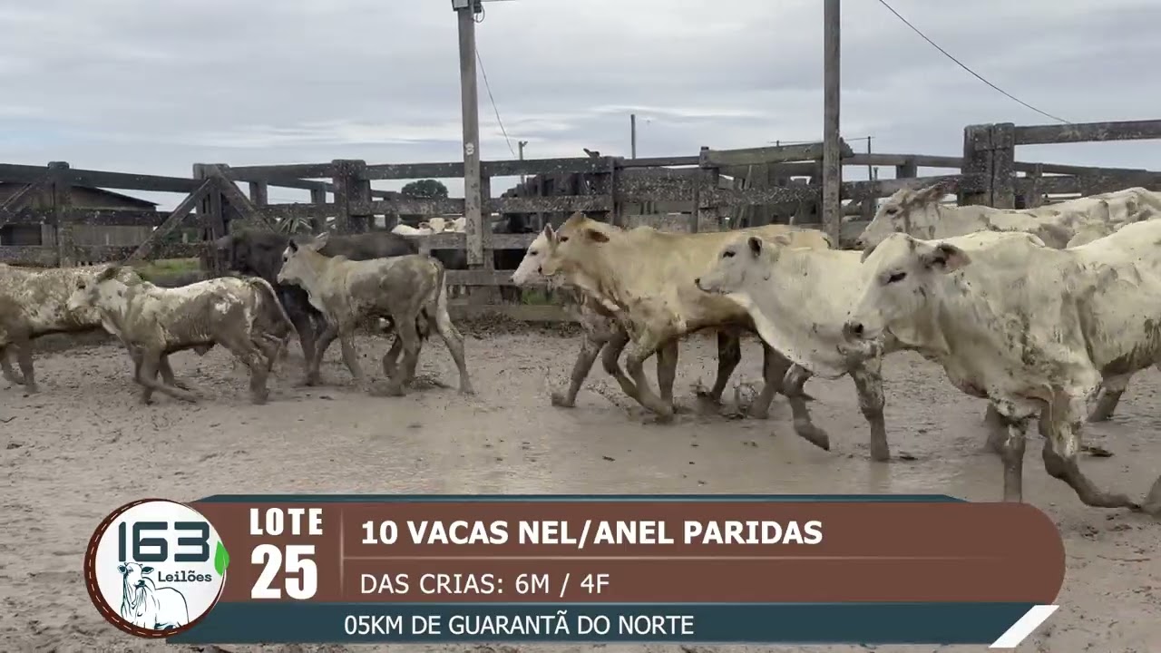 lote 25