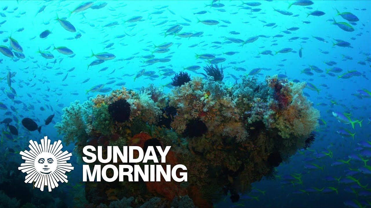 Nature: The waters of Indonesia