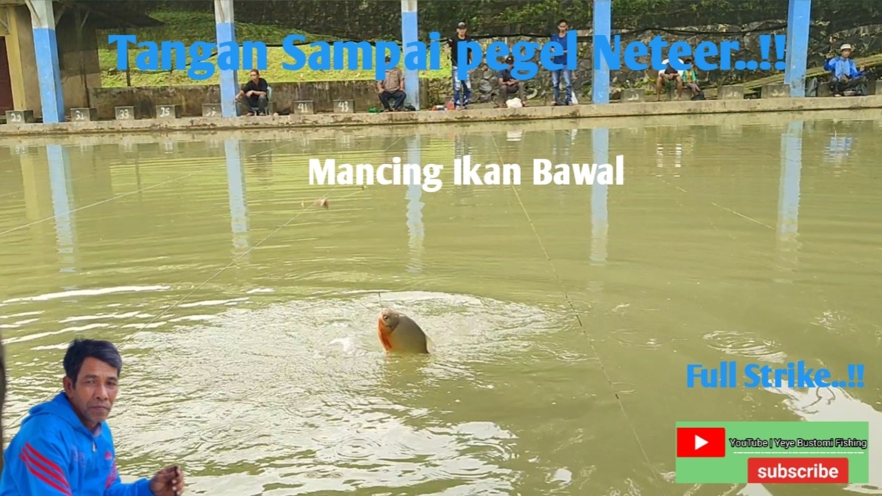 Tangan Sampai pegel Neteer..!! || Mancing Ikan Bawal