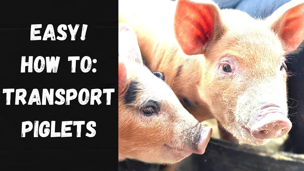 TIME For Them To Go! | The EASY Way To Transport Piglets