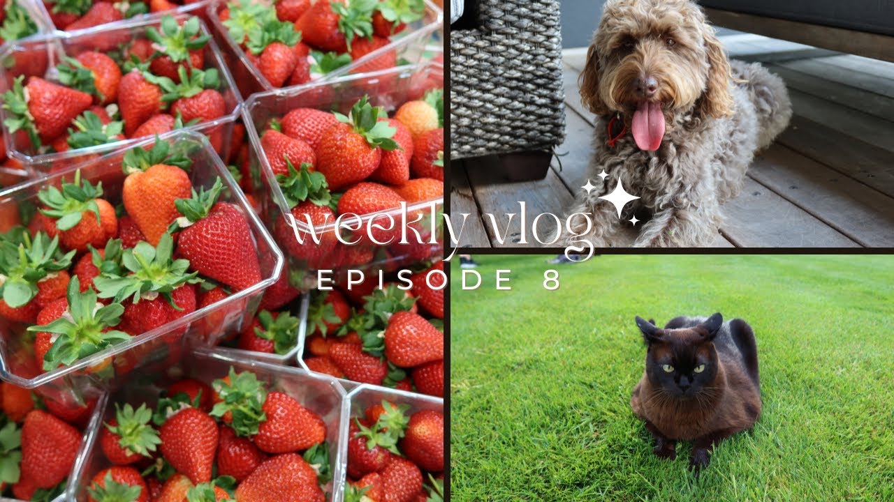 weekly vlog | home from uni, friends, reading, and more!! 🩷🎀