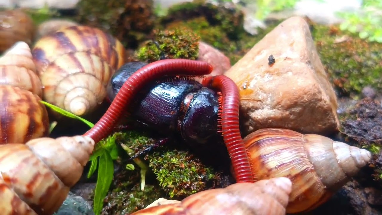 The Power of Three: Millipede, Snail, and Rhino Beetle Friendship #AnimalFriendship #ForestCreatures
