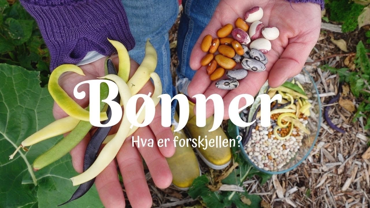 Bønner - hva er forskjell?