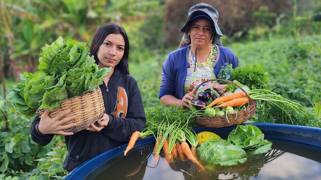 MAIS UMA COLHEITA NA HORTA + PRODUÇÃO DE CHUCHU ENORME + COMO TA A HORTA