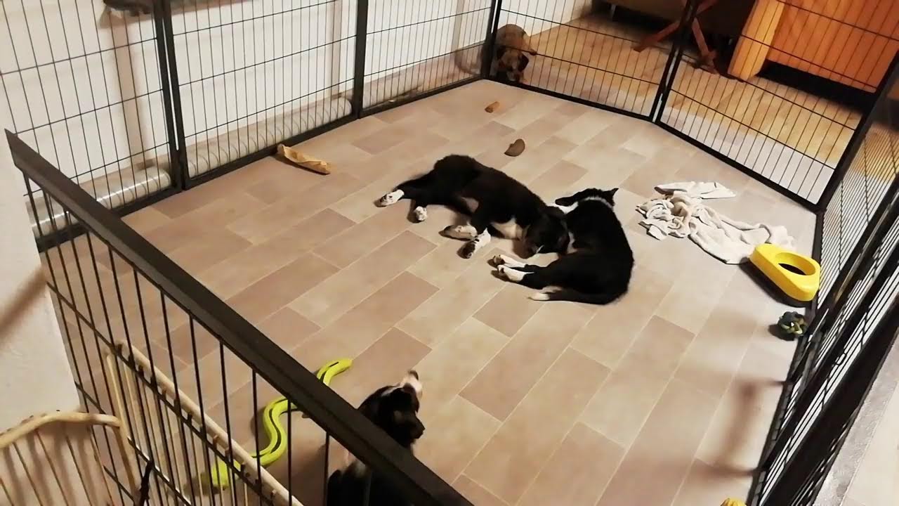 TYE and her puppies