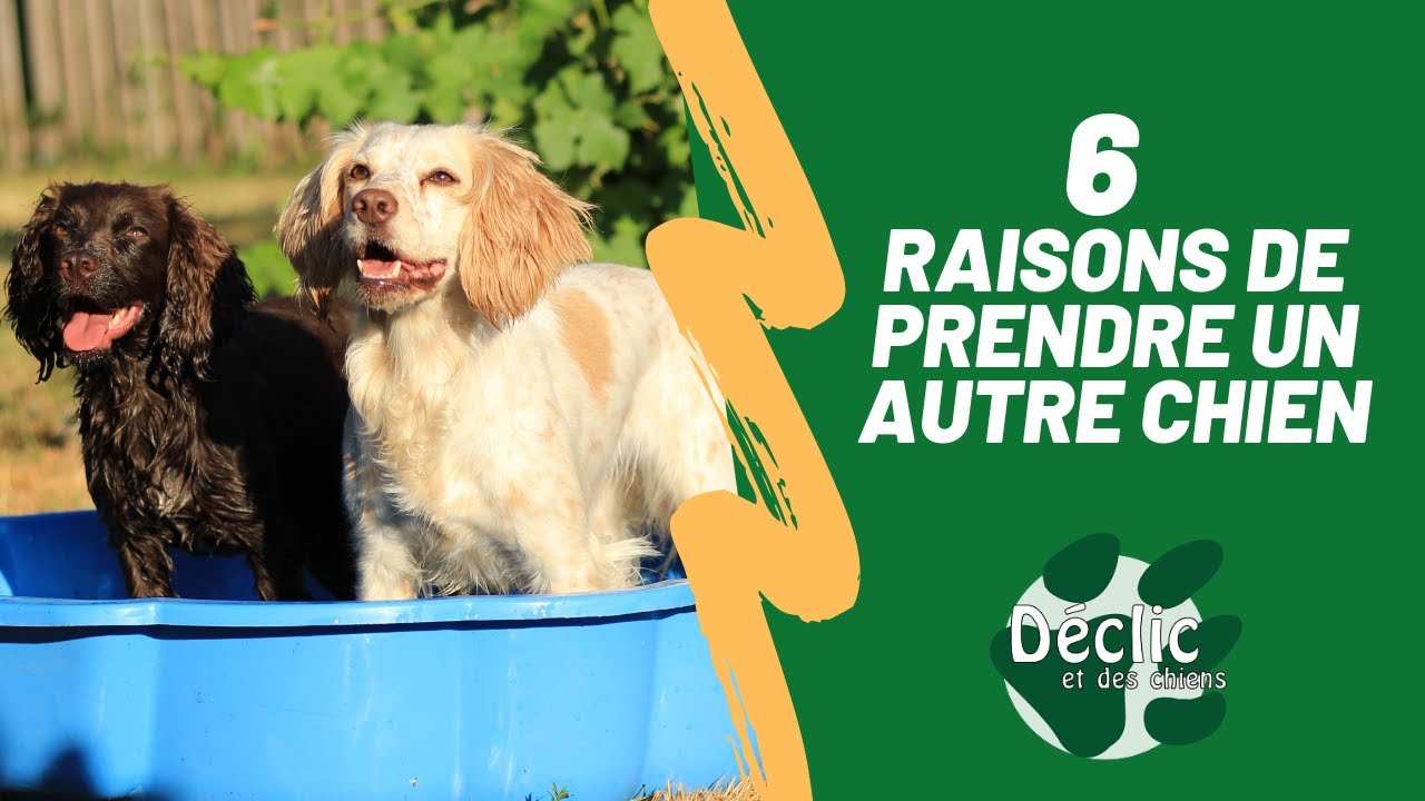 Les avantages et inconvénients à avoir plusieurs chiens !