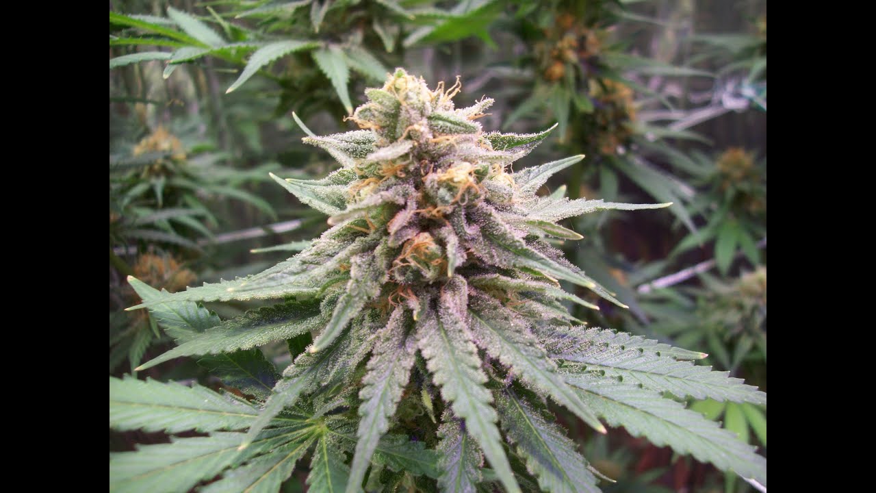 Day 49 Of Flower, Hawaiian Wedding Cake, Ultimate Jilly, MARS HYDRO, Sponsor Shoutouts