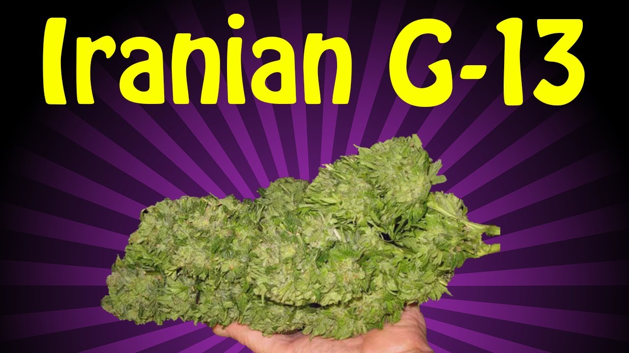 Iranian G-13 Strain Review