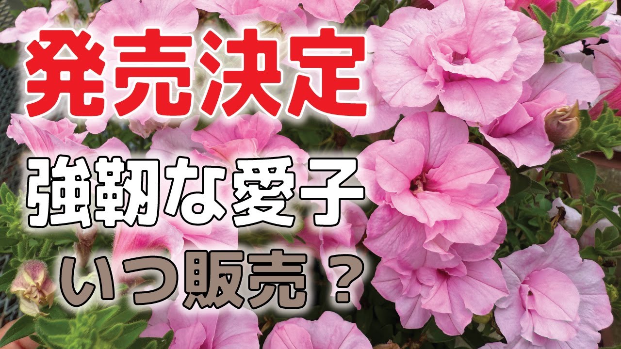 強靭な