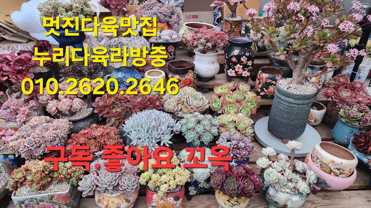 .누리다육 묵둥이맛집 저렴한가격 구경들오세요. 010.2620.2646